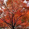 呑山観音寺の紅葉