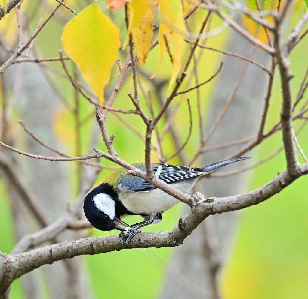 何という鳥なんでしょう？