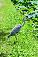 大濠公園の鷺