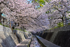 一本松川緑道の桜