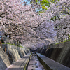 一本松川緑道の桜