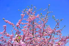 静豊園の河津桜