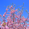 静豊園の河津桜