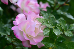 ピンクの薔薇