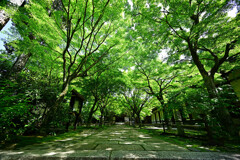 呑見山観音寺の新緑