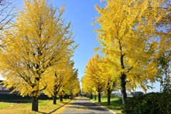 朝倉農業高校跡の銀杏並木