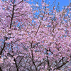 大漁桜