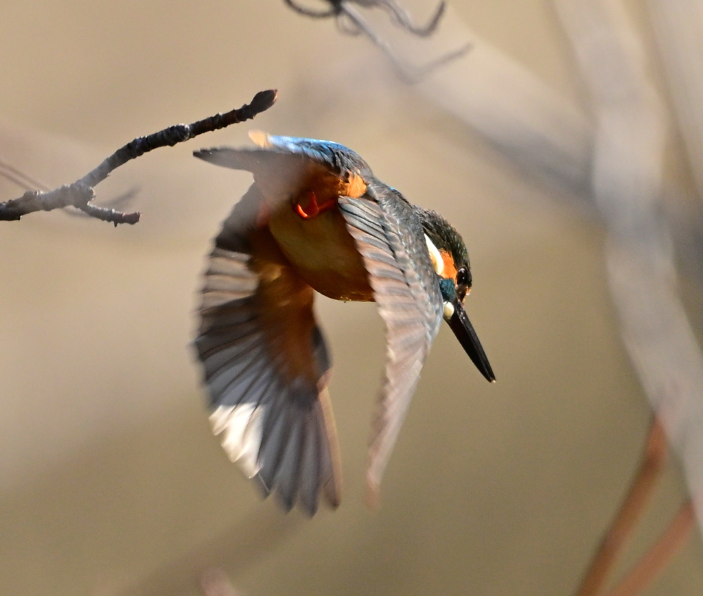 飛び出しのカワセミ