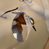 飛び出しのカワセミ