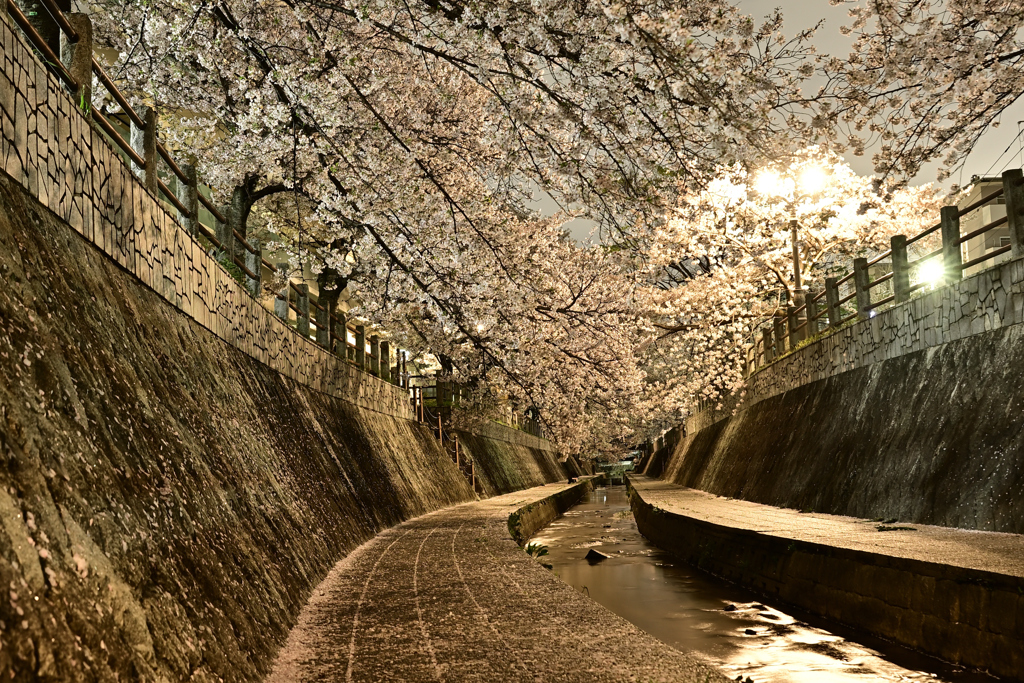 一本松川緑道の桜並木カーブ