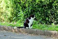 野良猫ちゃん