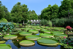 水の森水生植物園