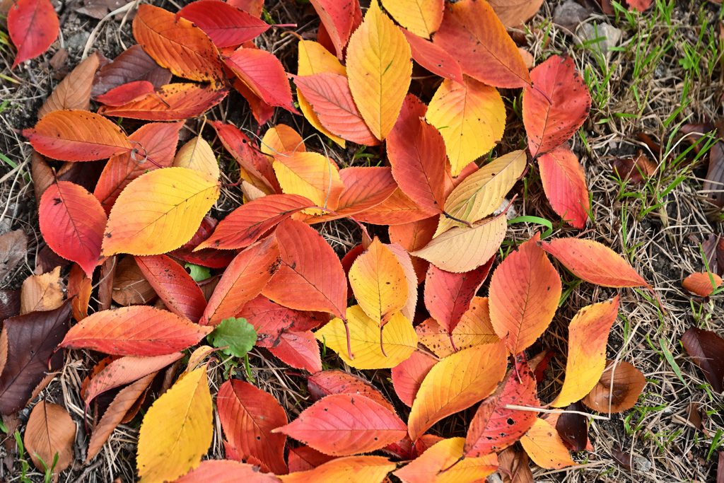 桜の落ち葉