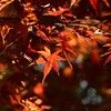 武蔵寺の紅葉
