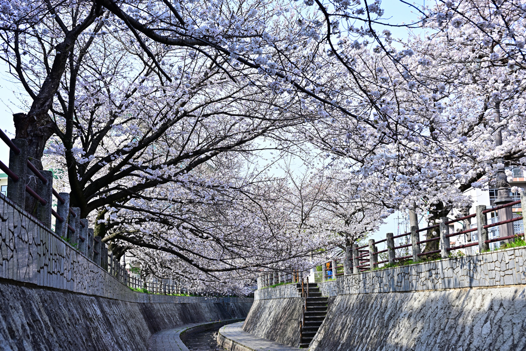 一本松川緑道の桜並木