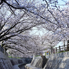 一本松川緑道の桜並木