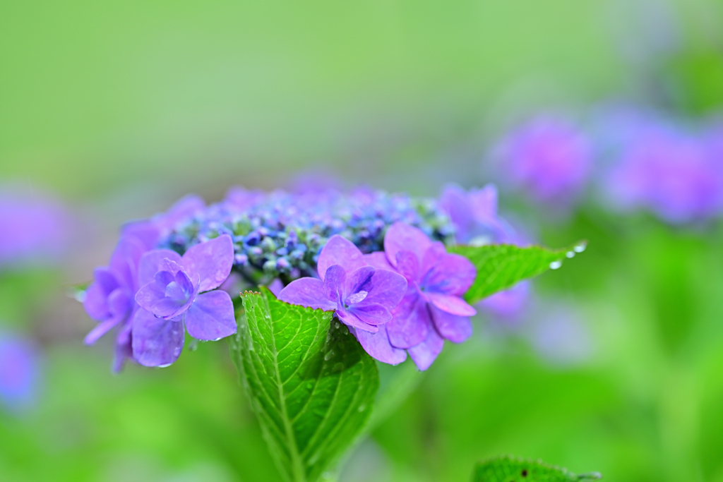がく紫陽花