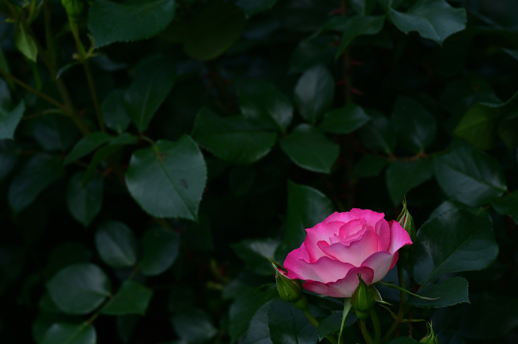 イングリシュガーデンの薔薇
