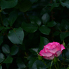 イングリシュガーデンの薔薇