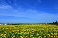 ひまわりの丘公園