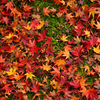 紅葉落ち葉