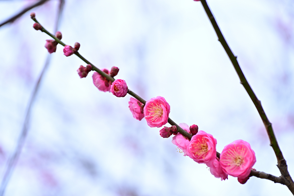 舞鶴公園の紅梅
