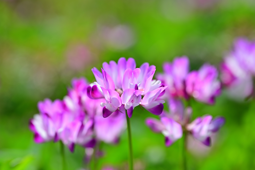 蓮華荘