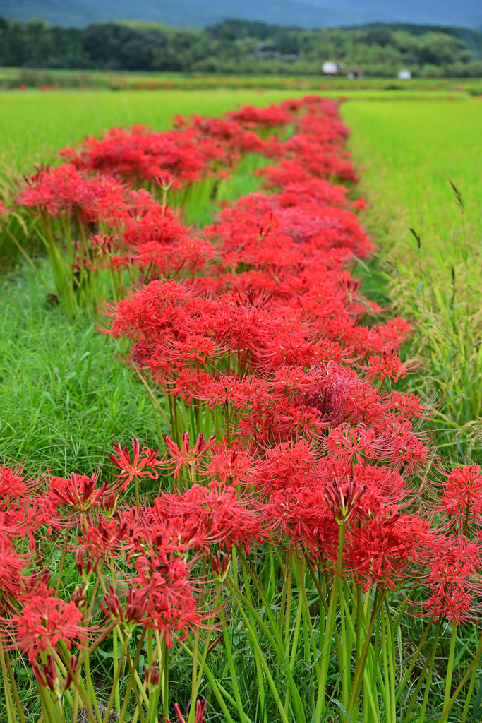曼珠沙華