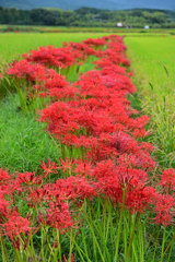曼珠沙華