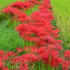 曼珠沙華