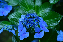 青　紫陽花
