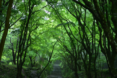 春の鶏足寺