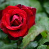 真紅の薔薇