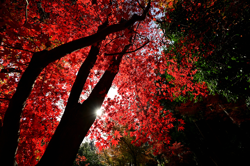 西脇市の西林寺　紅葉