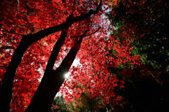 西脇市の西林寺　紅葉