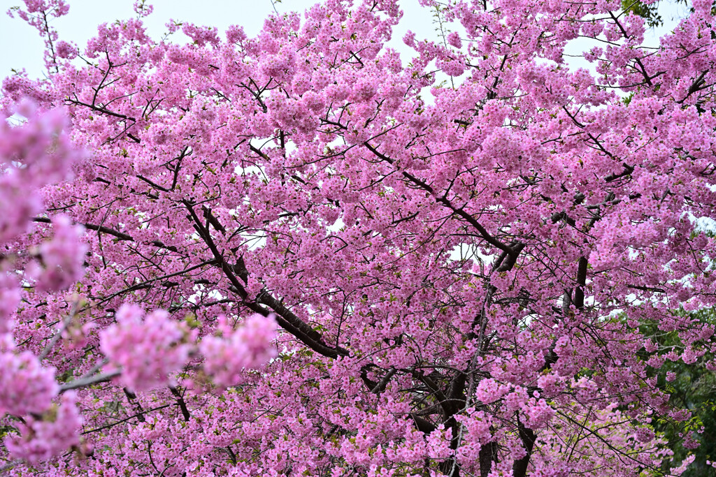 津久見の河津桜