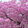 津久見の河津桜