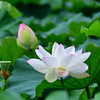 舞鶴公園の蓮