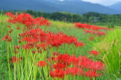 曼珠沙華