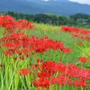 曼珠沙華