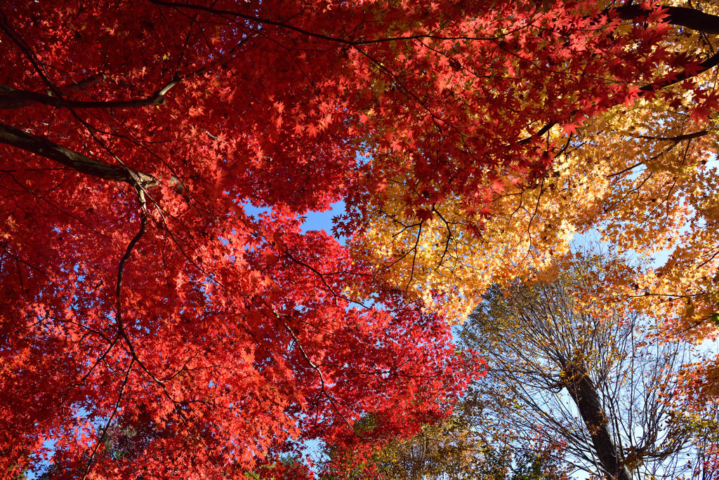 教林坊の紅葉2018