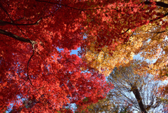 教林坊の紅葉2018