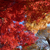 教林坊の紅葉2018