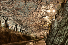 一本松川緑道の桜並木