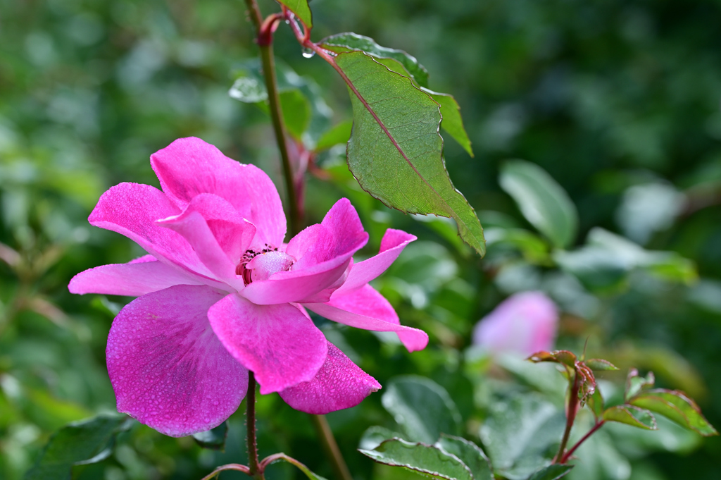朝露に濡れる薔薇