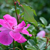 朝露に濡れる薔薇