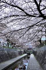 一本松川緑道の桜