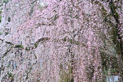 身延桜