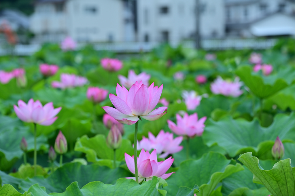 ヤマサ蒲鉾　蓮