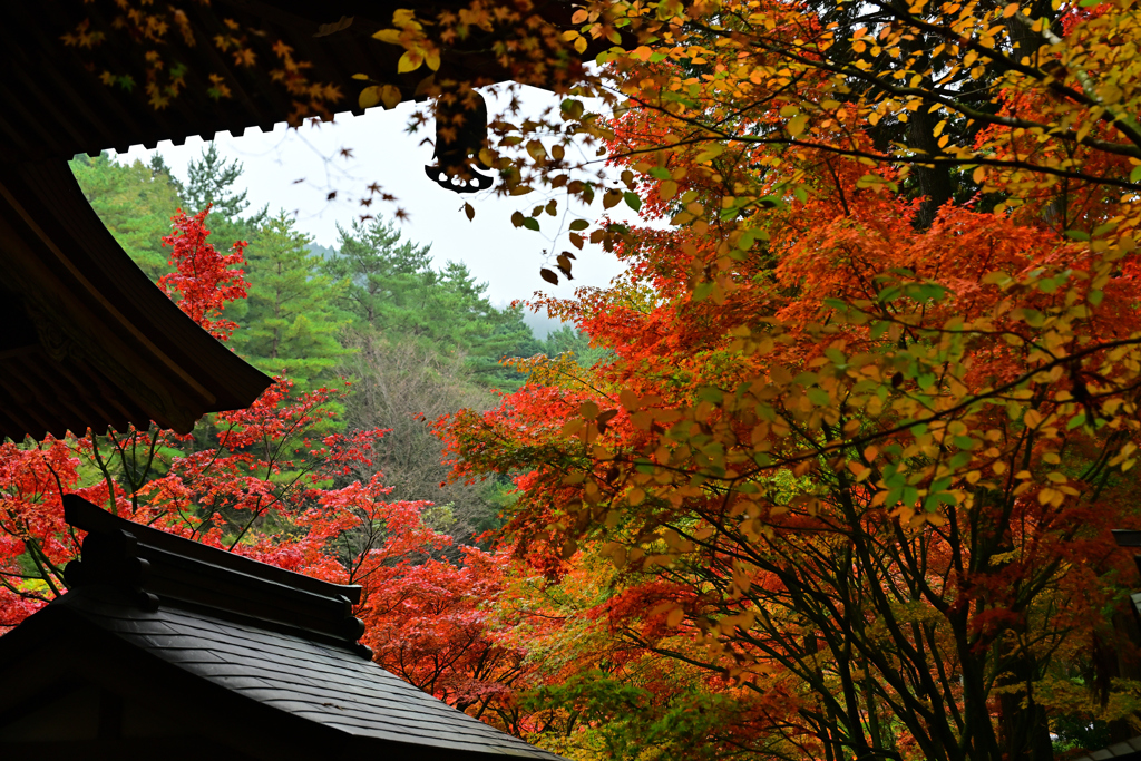 呑山観音寺の紅葉